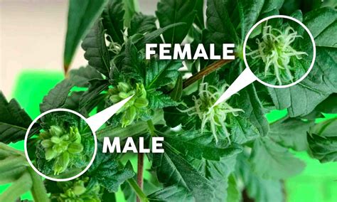 are hermie cannabis seeds female.